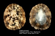 Patella gomesii